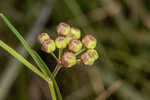 Southern milkweed